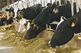 azienda agricola lodigiana-caseificio zucchelli